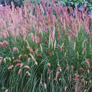 Seeds of purple pennisetum alopecuroides