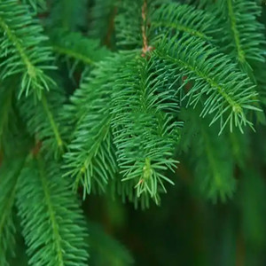 Seeds of abies fabri