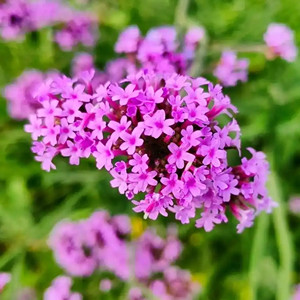 Seeds of verbena bonariensis