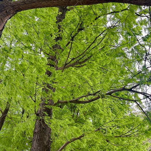 Seeds of taxodium distichum
