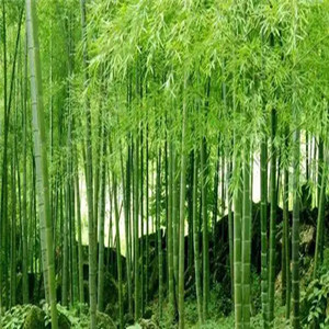 Seeds of phyllostachys edulis
