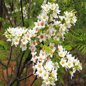 Seeds of xanthoceras sorbifolium bunge