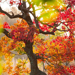 Seeds of triadica sebifera