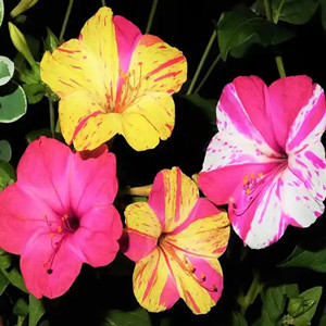 Seeds of mixed jasmine