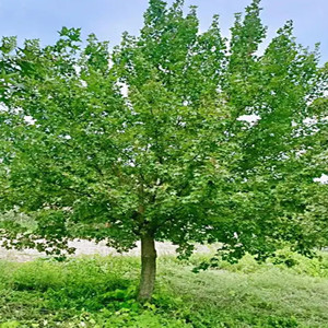 Seeds of acer pictum