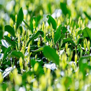 Seeds of West Lake Longjing