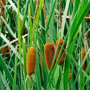 Seeds of typha orientalis