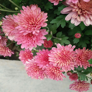 Seeds of bellium minutum