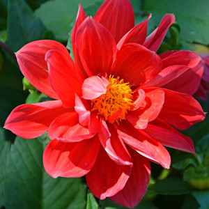 Seeds of dahlia pinnate