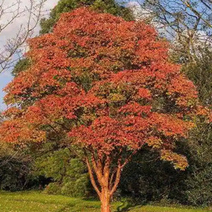 Seeds of acer griseum