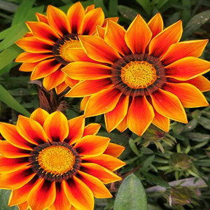 Seeds of gazania rigens