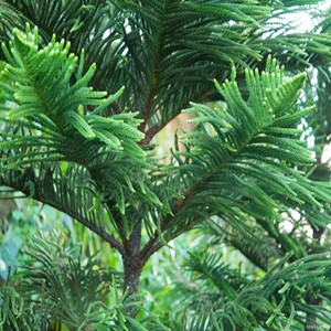 Seeds of cathaya argyrophylla