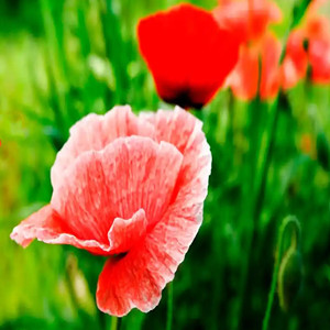 Seeds of papaver rhoeas