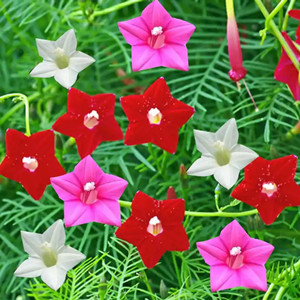 Seeds of quamoclit pennata