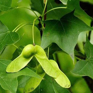 Seeds of acer truncatum bunge