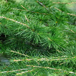 Seeds of picea asperata mast