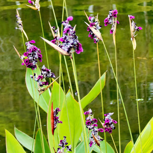 Seeds of thalia dealbata