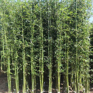 Seeds of phyllostachys propinqua