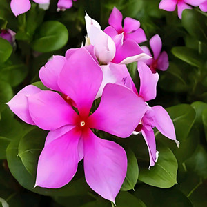 Seeds of catharanthus roseus
