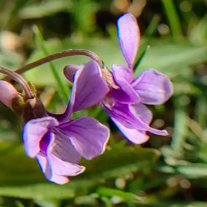 Seeds of viola philippica