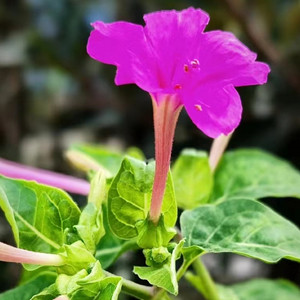Seeds of mirabilis jalapa
