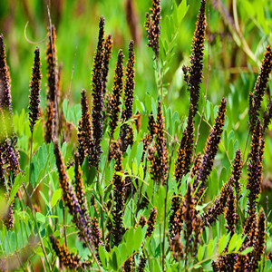 Seeds of amorpha fruticosa