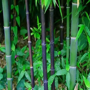 Seeds of phyllostachys nigra
