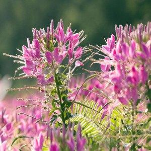 Seeds of tarenaya hassleriana