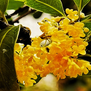 Seeds of osmanthus fragrans