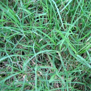 Seeds of cynodon dactylon