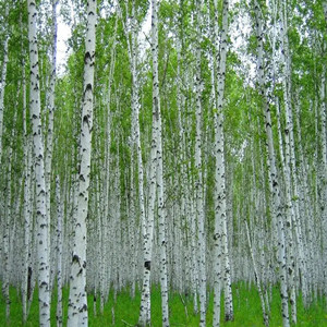 Seeds of betula platyphylla sukaczev