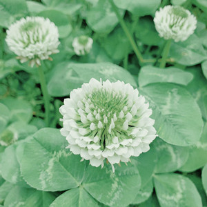 Seeds of trifolium repens