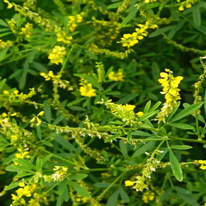 Seeds of melilotus officinalis