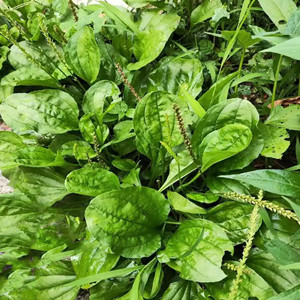 Seeds of plantago depressa willd