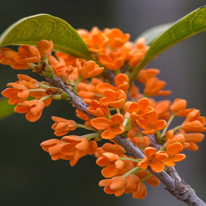 Seeds of osmanthus fragrans var. aurantiacus