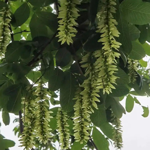 Seeds of pterocarya stenoptera