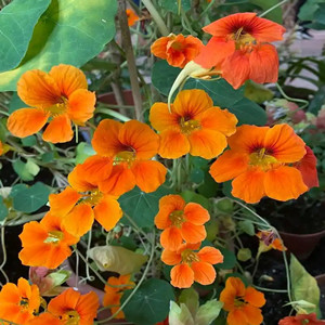 Seeds of tropaeolum majus