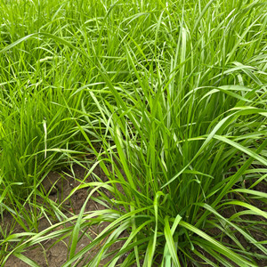 Seeds of lolium perenne