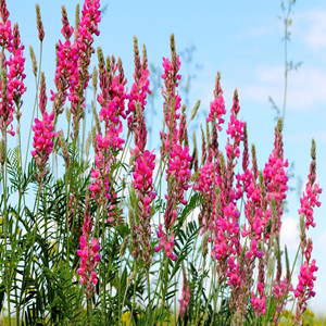 Seeds of onobrychis viciifolia