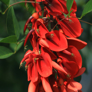 Seeds of erythrina crista-galli linn