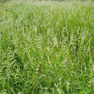 Alkaligrass seeds