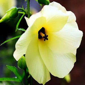 Seeds of abelmoschus manihot