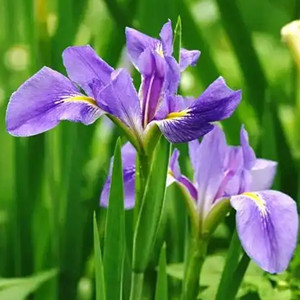 Seeds of iris lactea pall