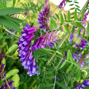 Seeds of vicia villosa roth