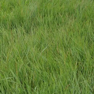 Seeds of elymus dahuricus