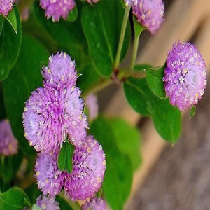 Seeds of pink gomphrena globosa