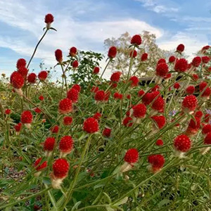 Seeds of red gomphrena globosa