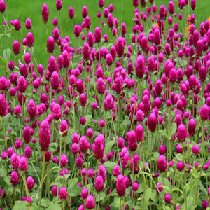 Seeds of purple gomphrena globosa