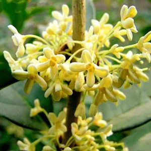 Seeds of osmanthus fragrans Rixiang Gui