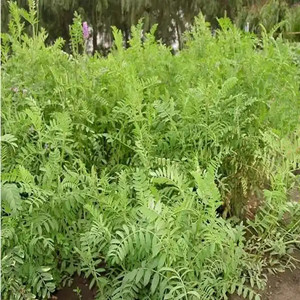 Seeds of astragalus laxmannii